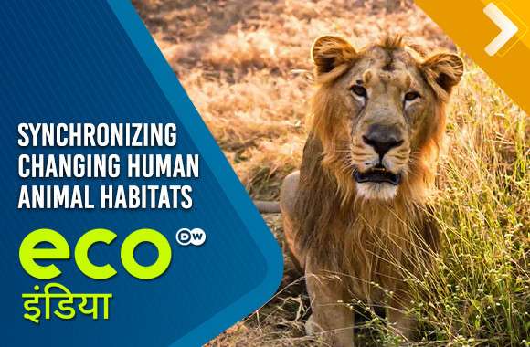 Synchronizing Changing Human Animal Habitats