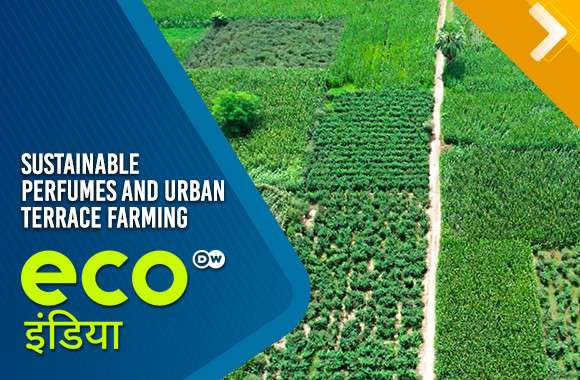 Sustainable Perfumes And Urban Terrace Farming